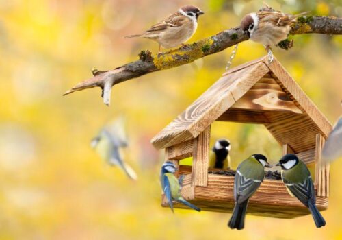 Kleine Futterstation, große Wirkung: Tipps für Naturfreunde